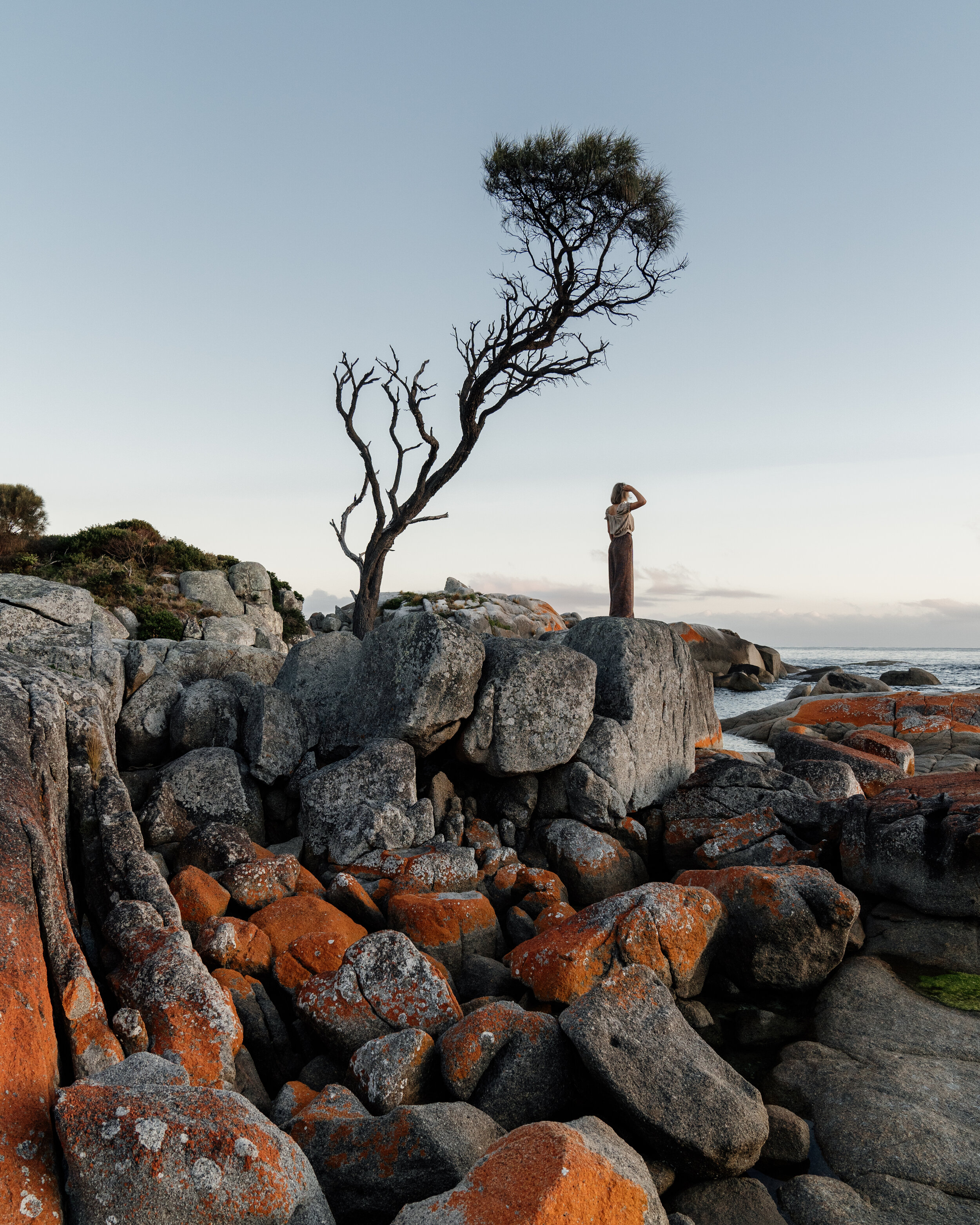 Binalong Tree.jpg