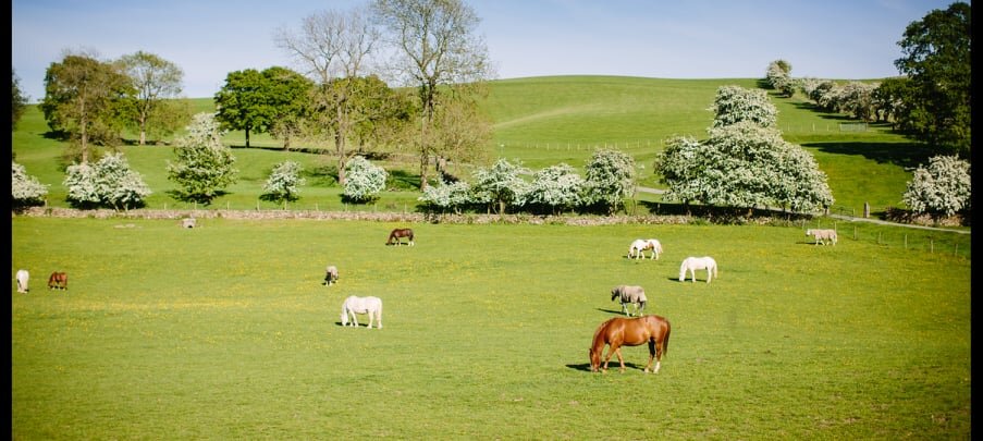 horses in field.jpg