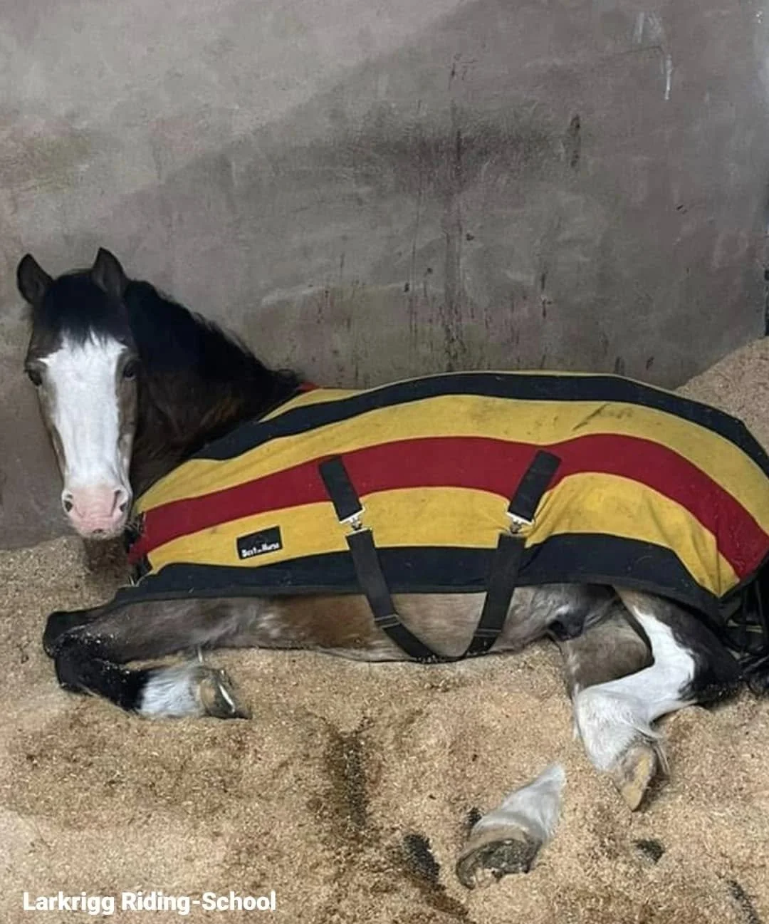 llanni lying down.jpg