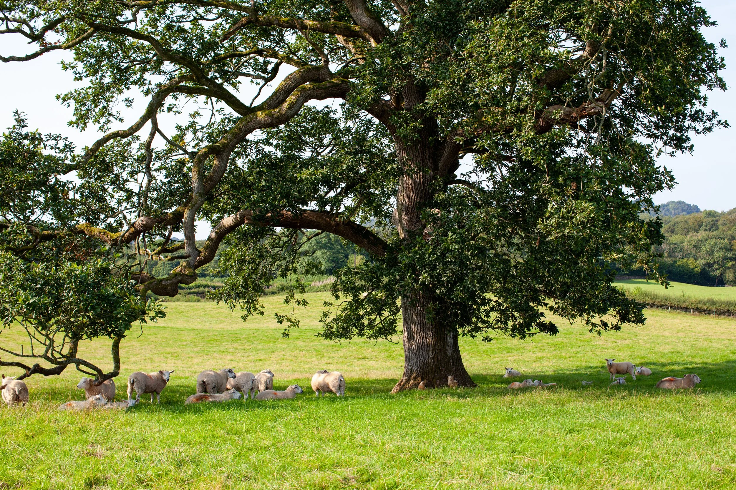 sheep under the oak tree.jpg