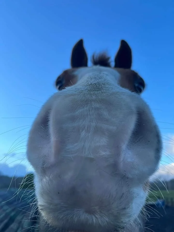 ashy nose.jpg