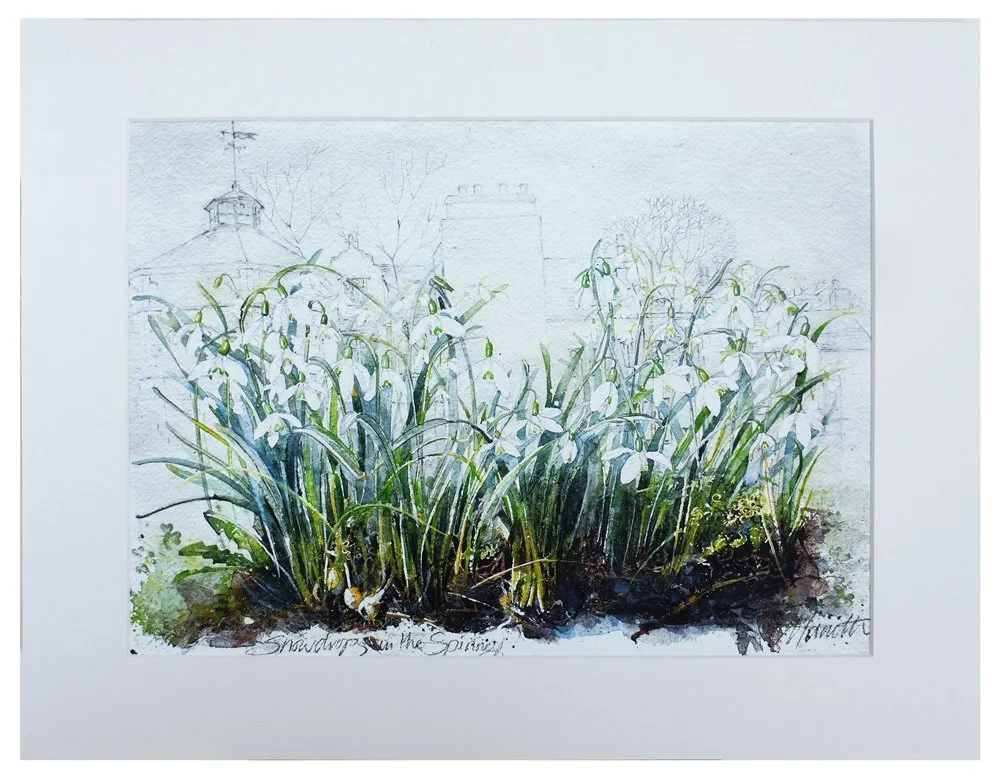 Snowdrops in the spinney  Print