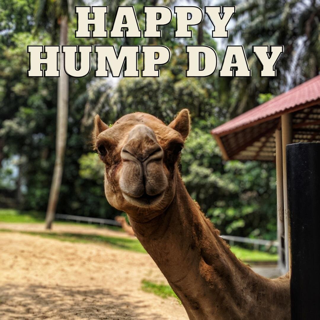 True to my promise... Happy Hump day. Yup. Those are my wise words for today. Hoping that this splendid creature makes your Wednesday that much more fun and joyous. #humpday