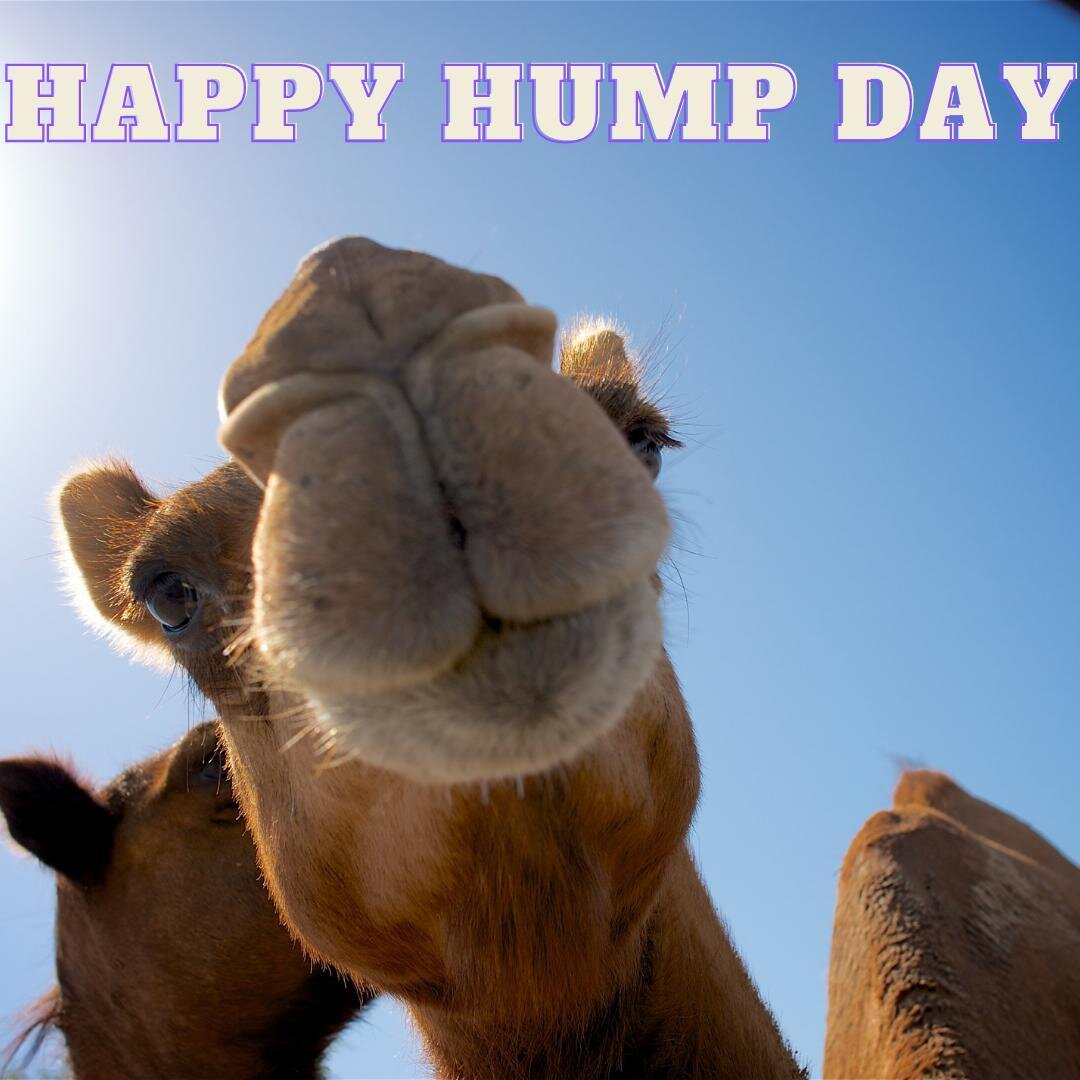 I never knew, until recently, that Wednesday is 'Hump day'. For the rest of this month, on Wednesday I will post a picture of a camel and wish you Happy Hump day. Why I hear you ask? Is this a new exciting challenge? No. They make me laugh. As does h