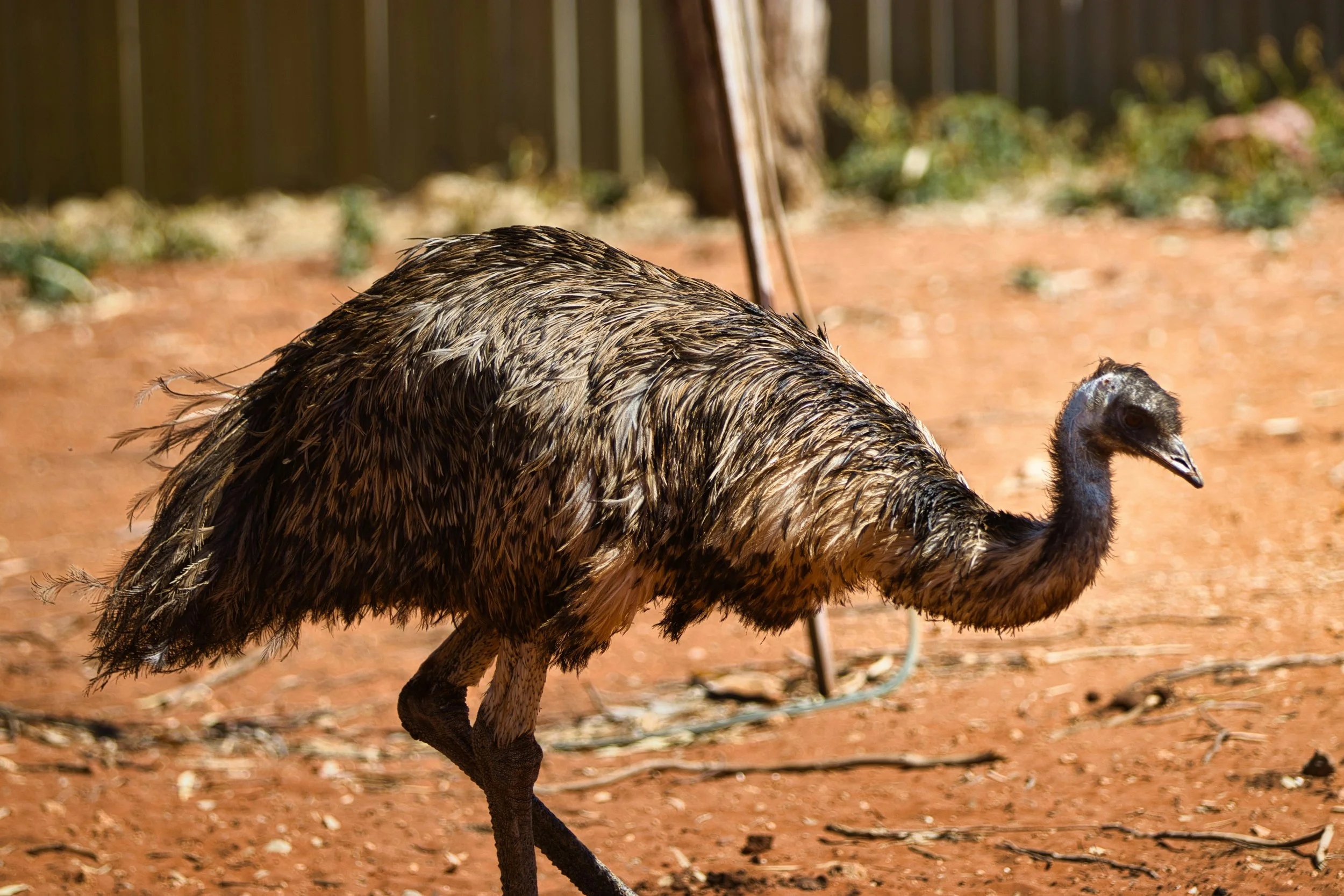 Emu walking, illustrating the Dodgy Knee Cheat Sheet