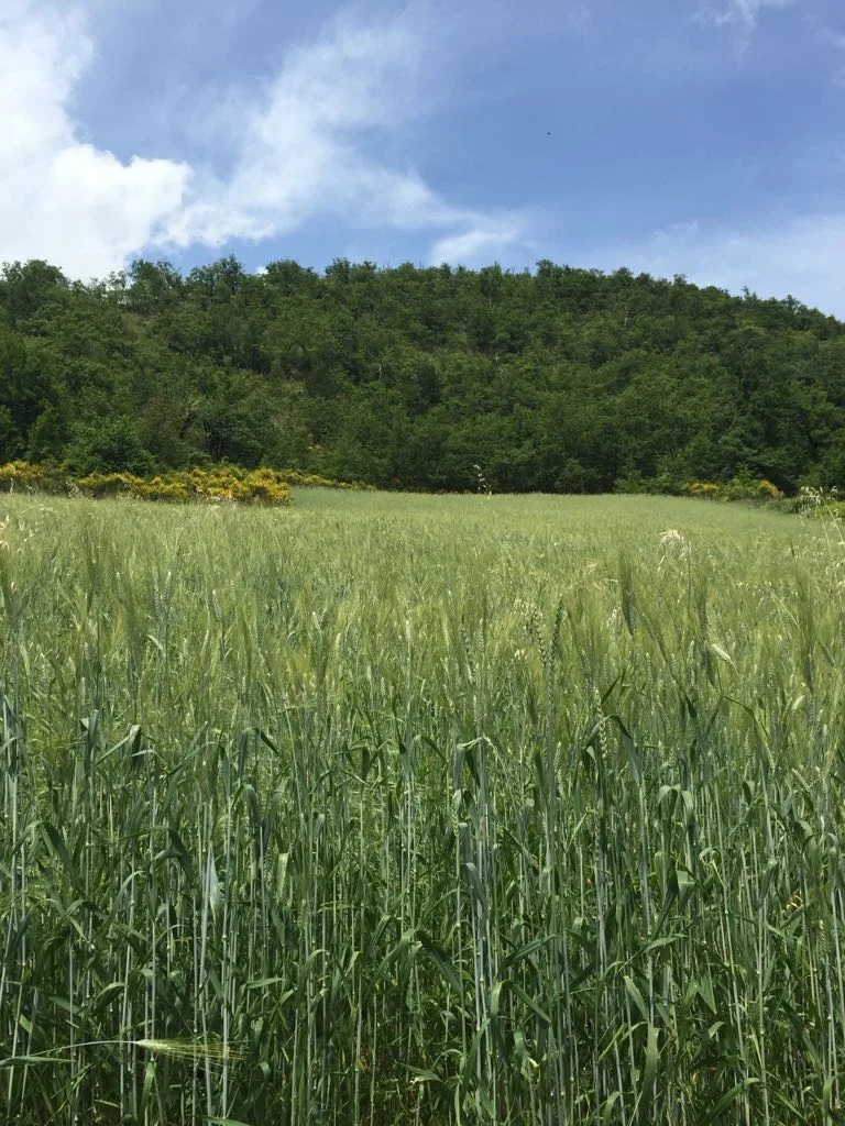 Il grano "Senatore Cappelli" è già alto…