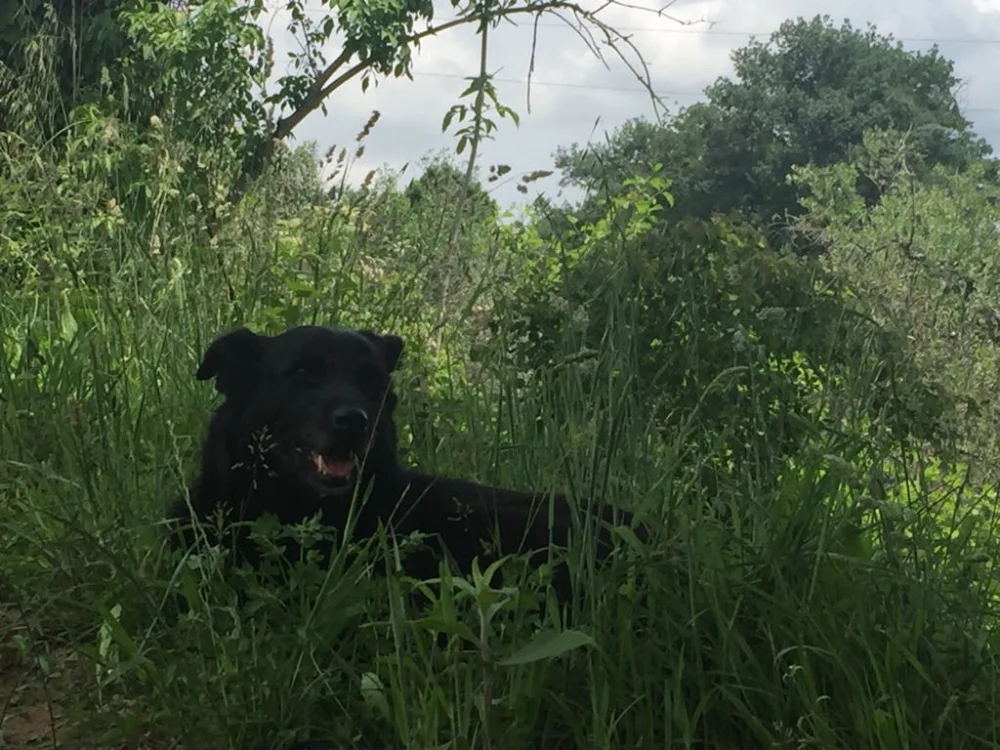 Happy segue i lavori dal suo posticino all'ombra