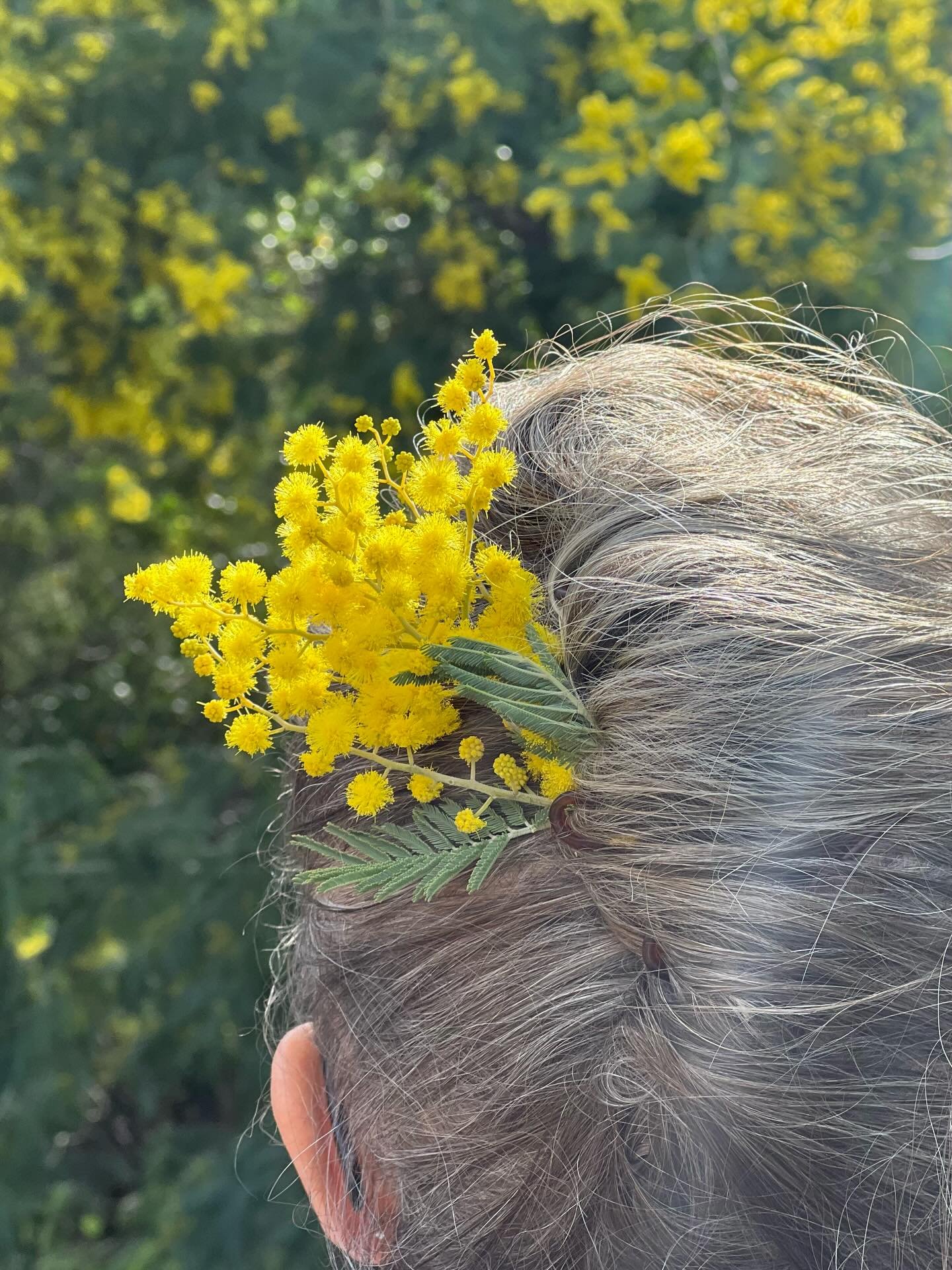 One of my favorite seasons, mimosa season! 

Wearable, fluffy, non wilting and washable mimosa earrings created in sterling silver and natural hairs of feather @suzetteoneofakindjewelry 
-
-
-
#mimosa #sterlingsilver #feather #earrings #suzetteoneofa