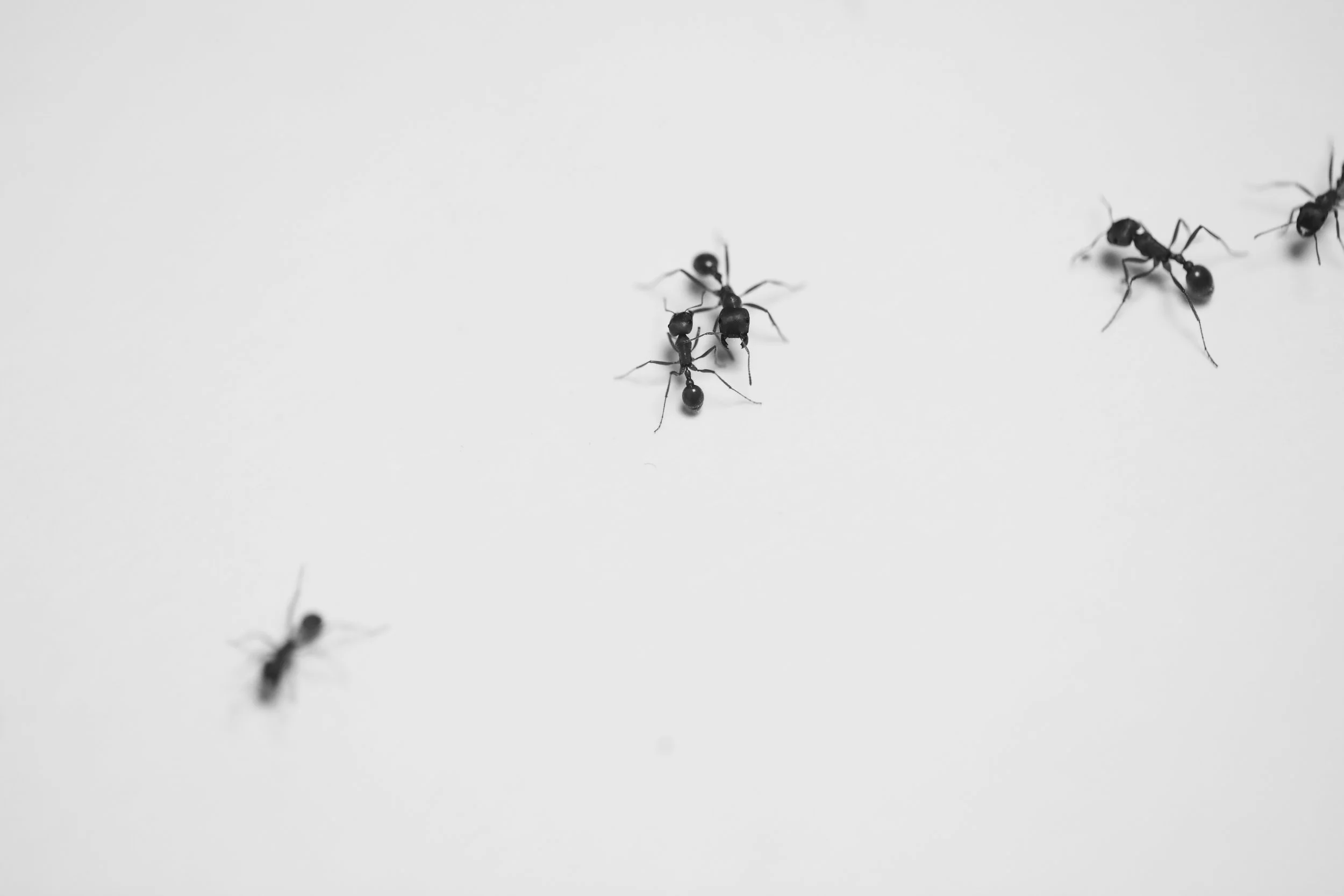 _E7A5245.jpg