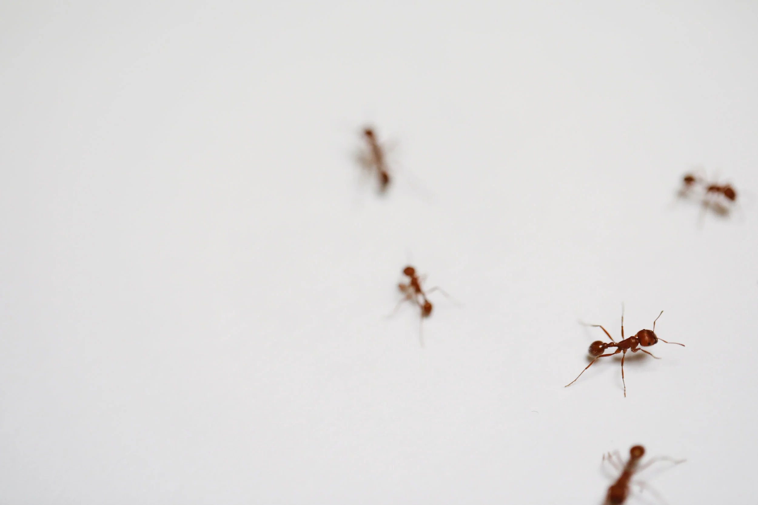 _E7A5250.jpg