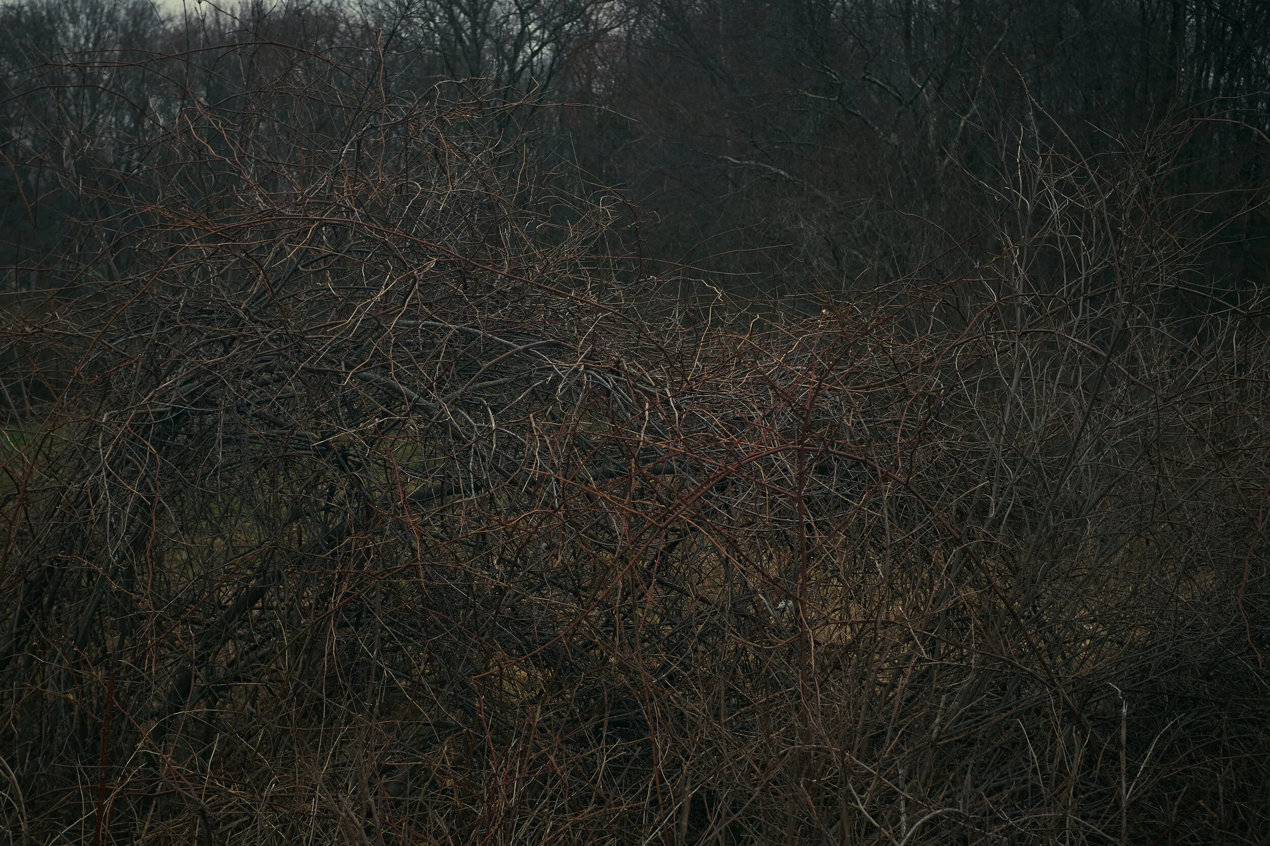 _DSF0128.jpg