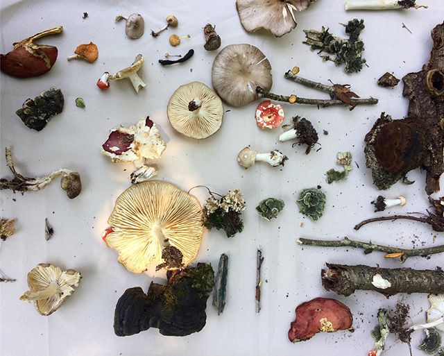 Mycelial magic with @catskillfungi who led a walk at Deer Creek this past Sunday. We had a blast and now have wine cap spawn in the garden to keep our eyes on🍄. For those who missed the walk, John will be back September 29th👏🏼