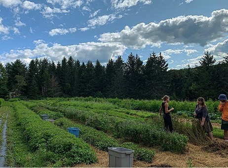 Last week we hosted students from ArborVitae Herb School @arborvitae_ny in NYC to the farm to talk herbs, harvest, garble and share ideas. You know it was a day of presence and attentiveness when no one has barely any photos to show for it! We&rsquo;