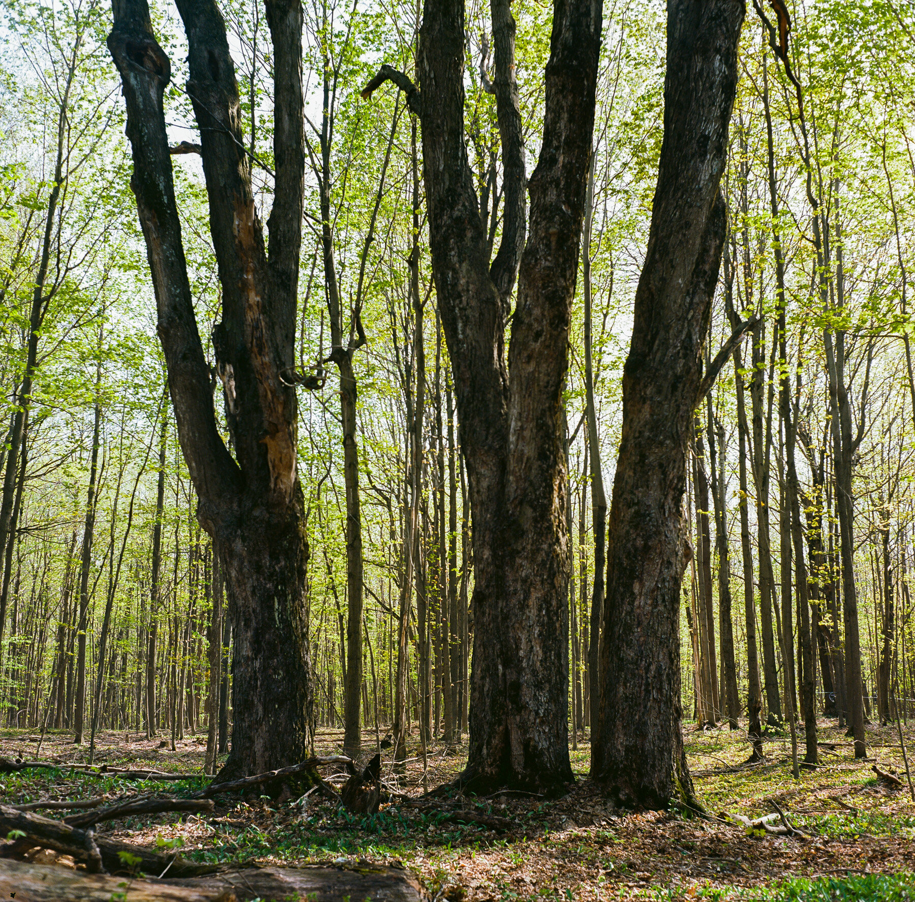 Three maples: Yashica-Mat 124g, Kodak Ektar 100, lab developed. I just love photographing trees!