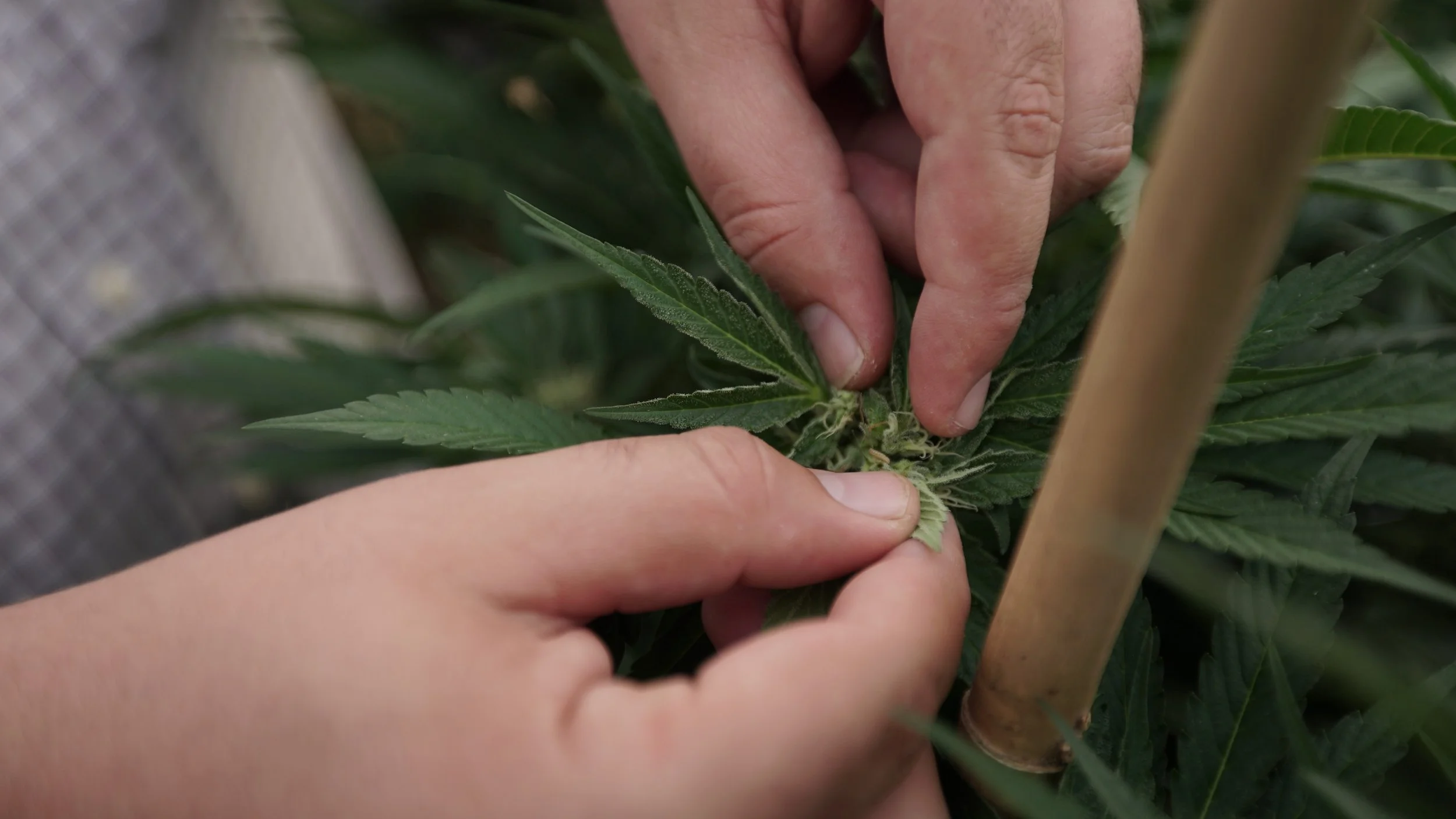 VCC Op-Ed Contrasting US & Canadian Veterans Affairs