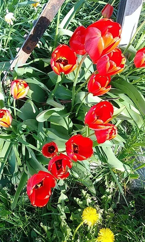 flower.jpg