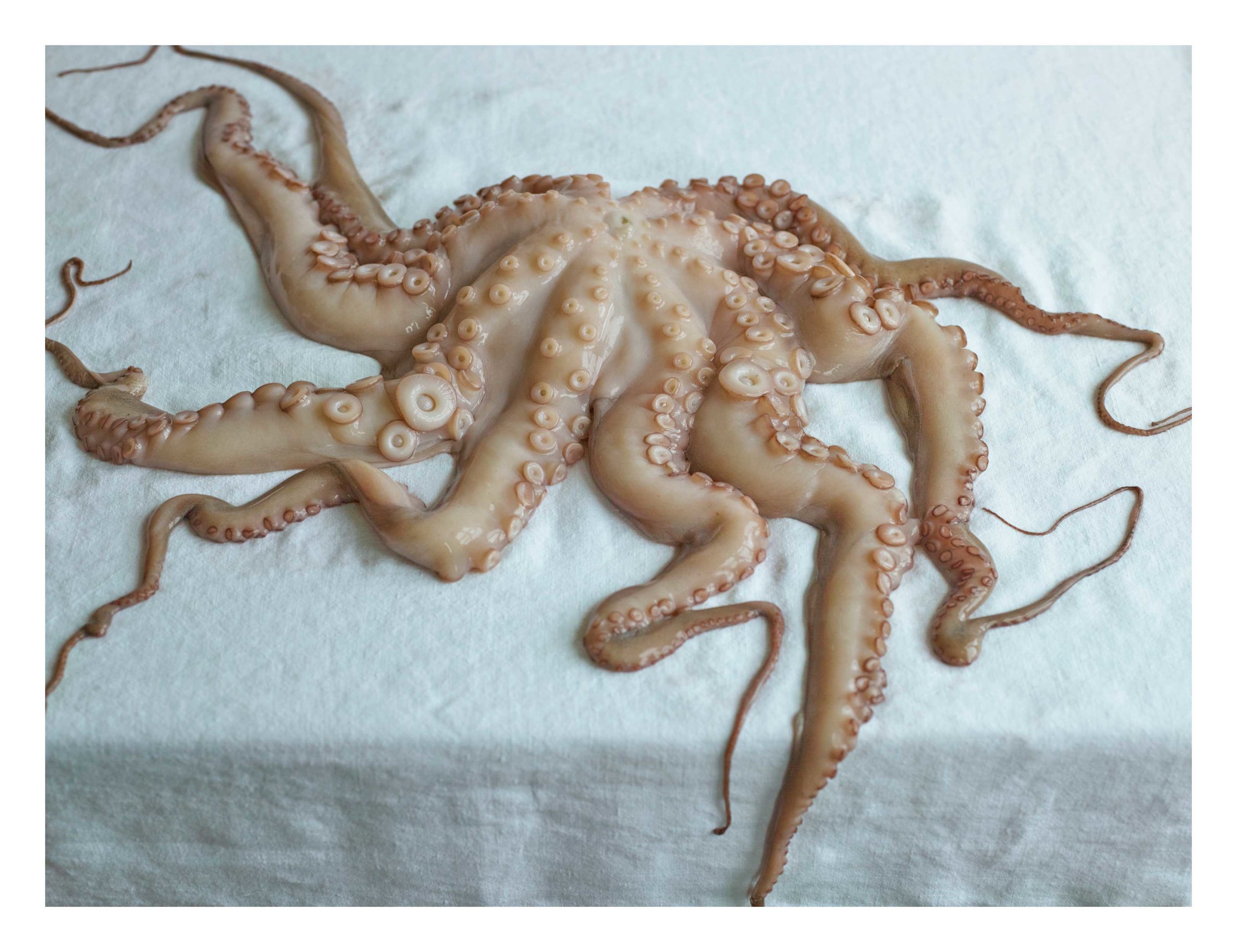 Catherine_Servel_Octopus.jpg