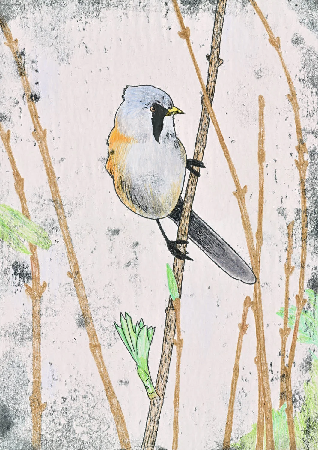 Bearded Tit