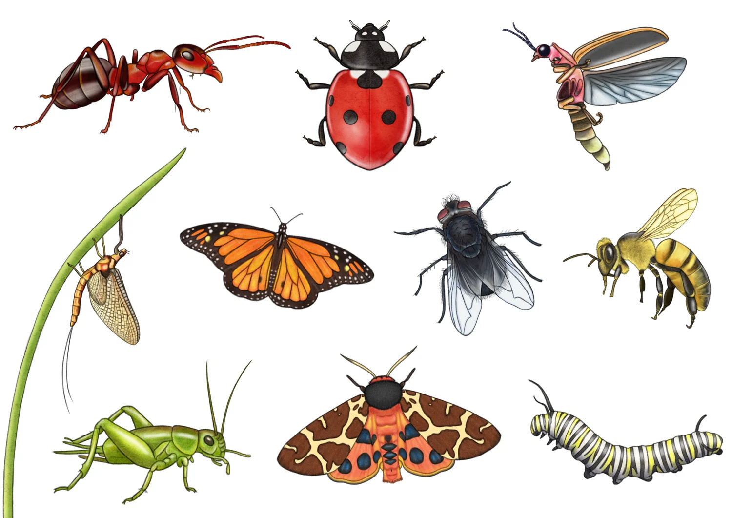 Let's Discover: Bugs