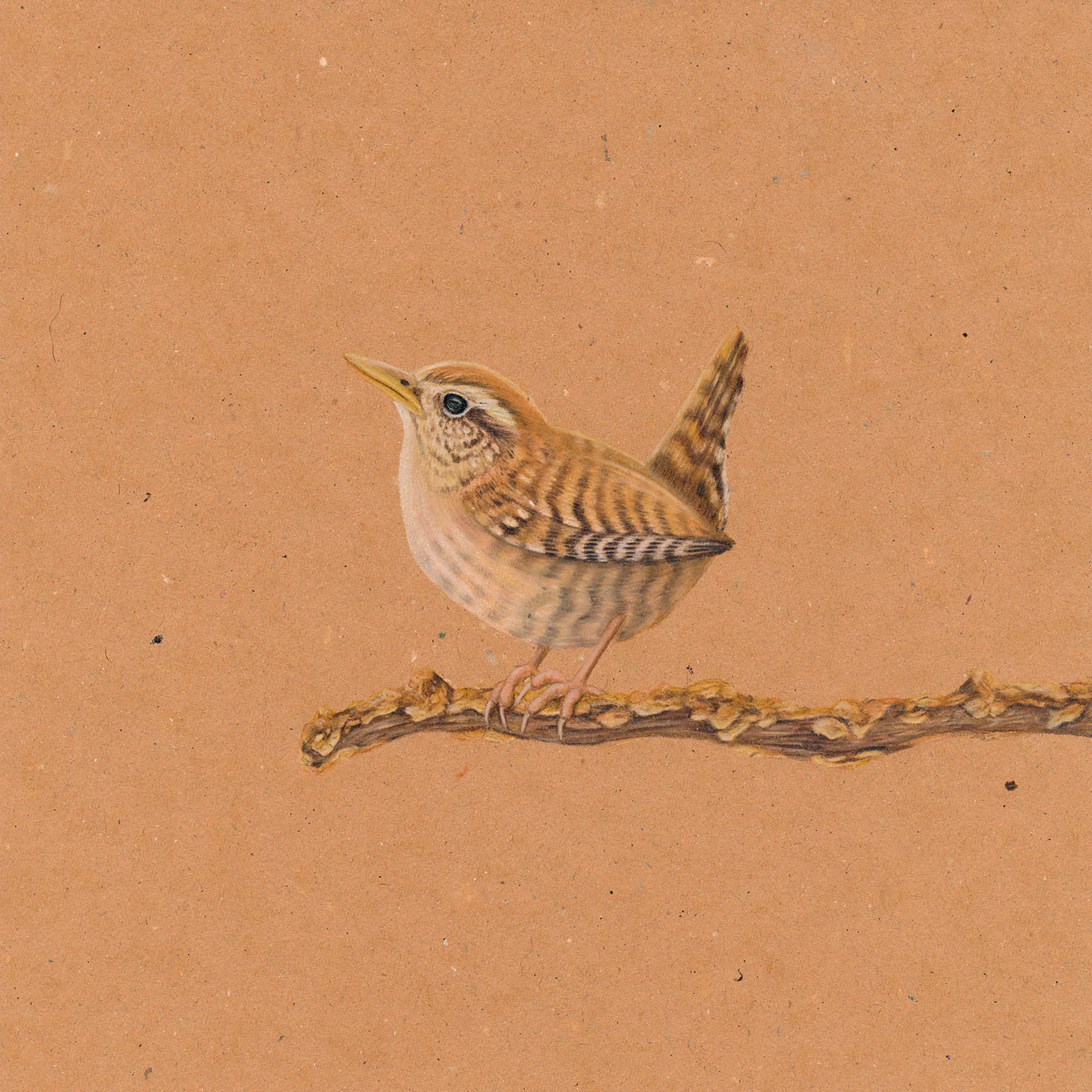 Colour pencil artwork of a wren perched on a lichen covered branch, hand drawn on textured pale earth brown paper stock