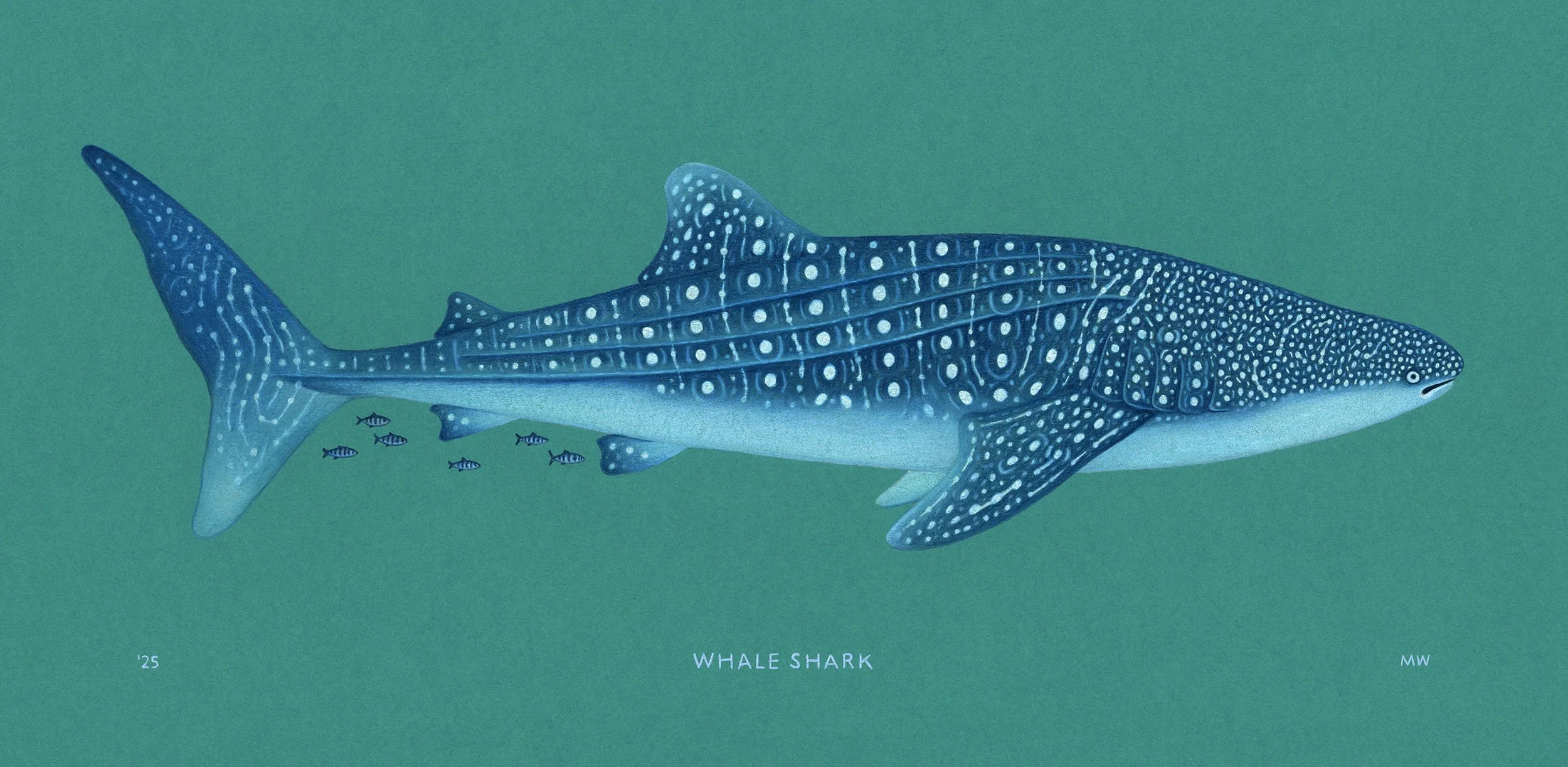 Whale Shark