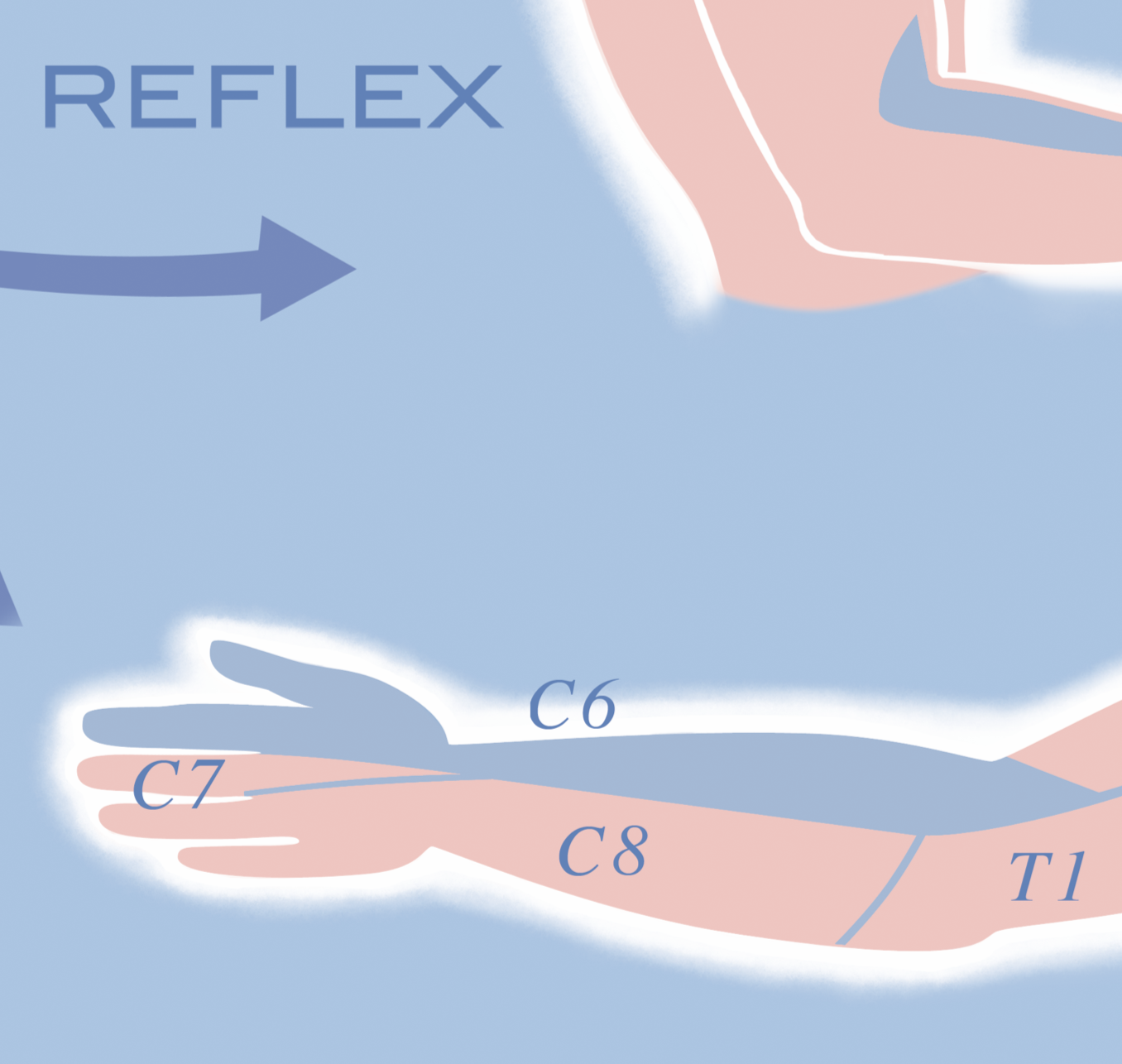 C6 Chiropractic Poster