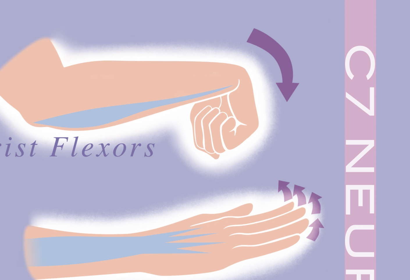 C7 Chiropractic Poster