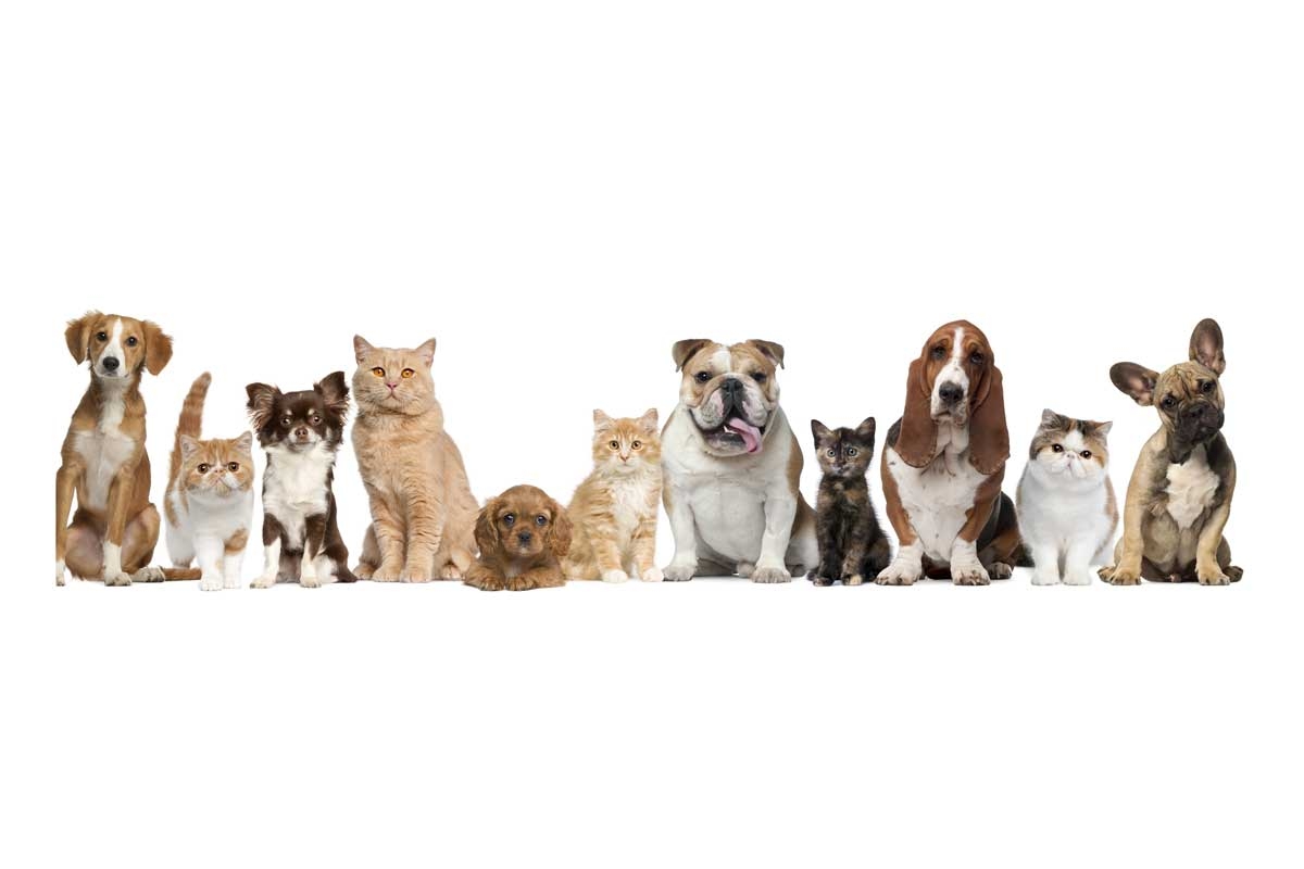 dogs-6-small.jpg