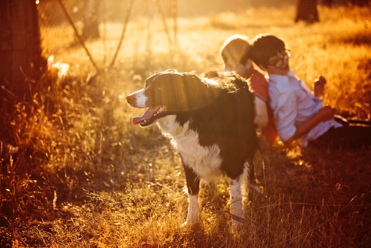 Your dog gets one on one care.