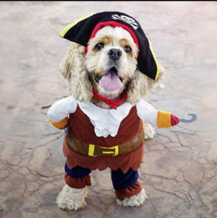 pet costumes 