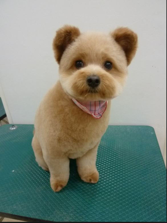 Fluffy dog with a styled teddy bear cut