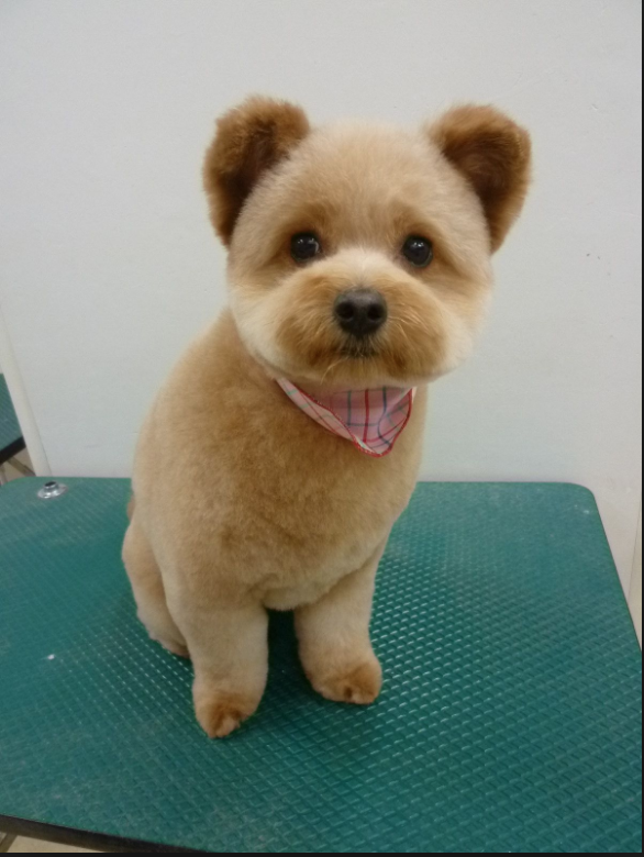 puppy haircut