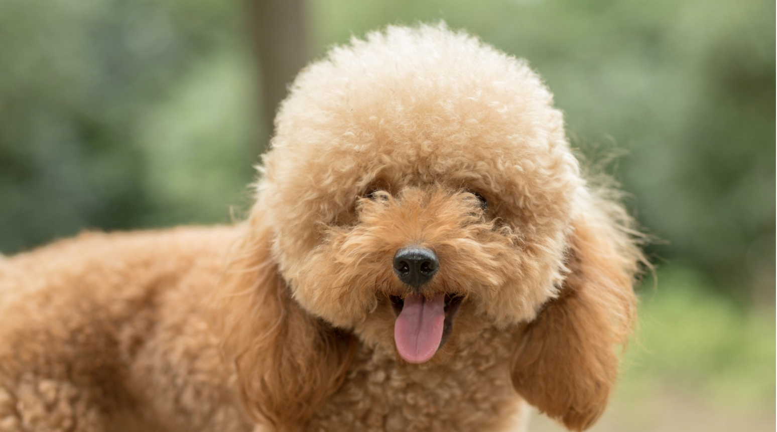 Seven Common Dog Cuts — We Call It Puppy Luv