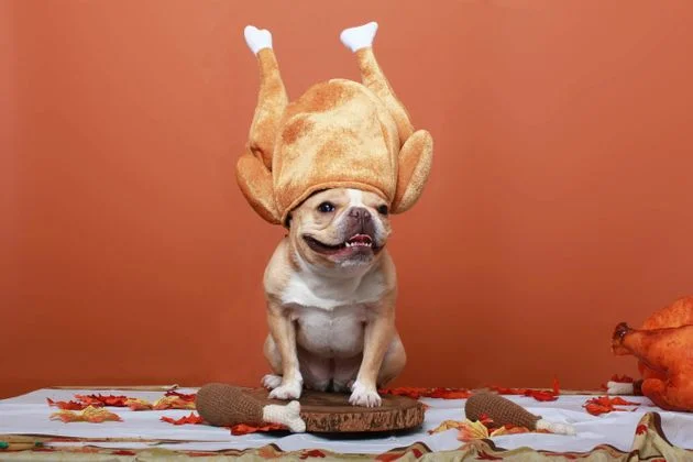 Foods You Shouldn't Feed Your Dog During the Holidays