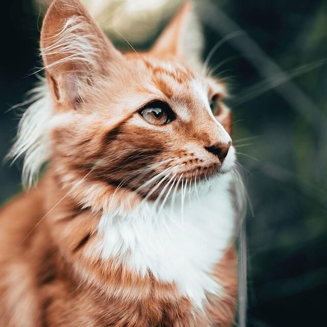 Well, hello handsome. Did you know we groom cats?  We do and we come to you! Book online.  #catgroomer #mobilegroomer #cats #slc