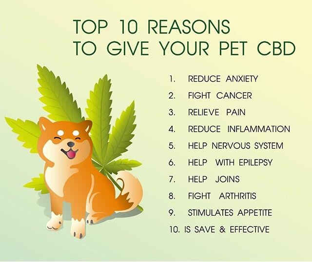 We are now selling CBD Oil for Pets! It's a third party tested, THC free CBD isolate in coconut oil.  Your dog will love the taste and it has so many great benefits without the harsh side effects. Order it via link in bio!  #cbdoilforpets #cbdoil #ha