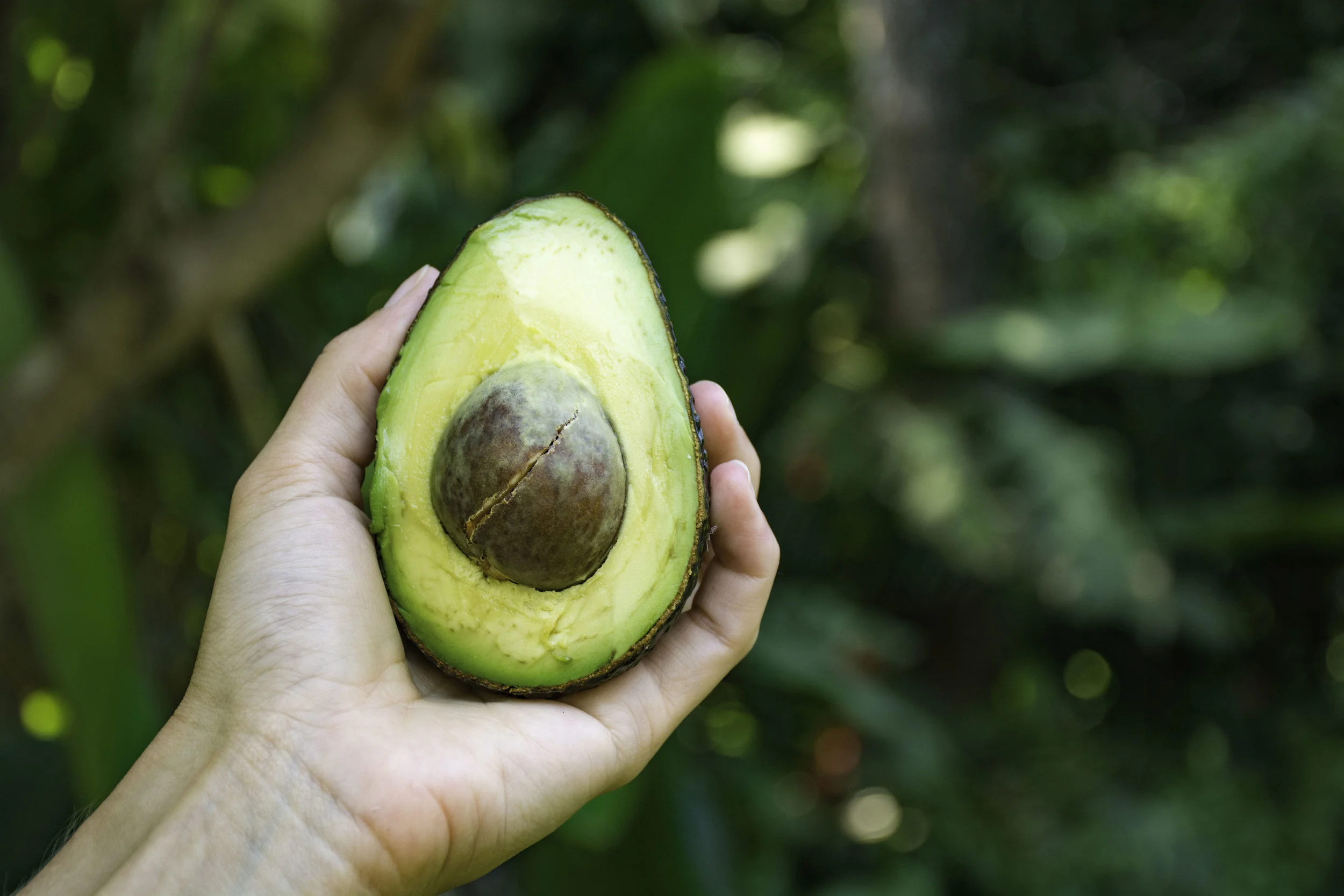 Ketogenic Diets: What’s the hype?