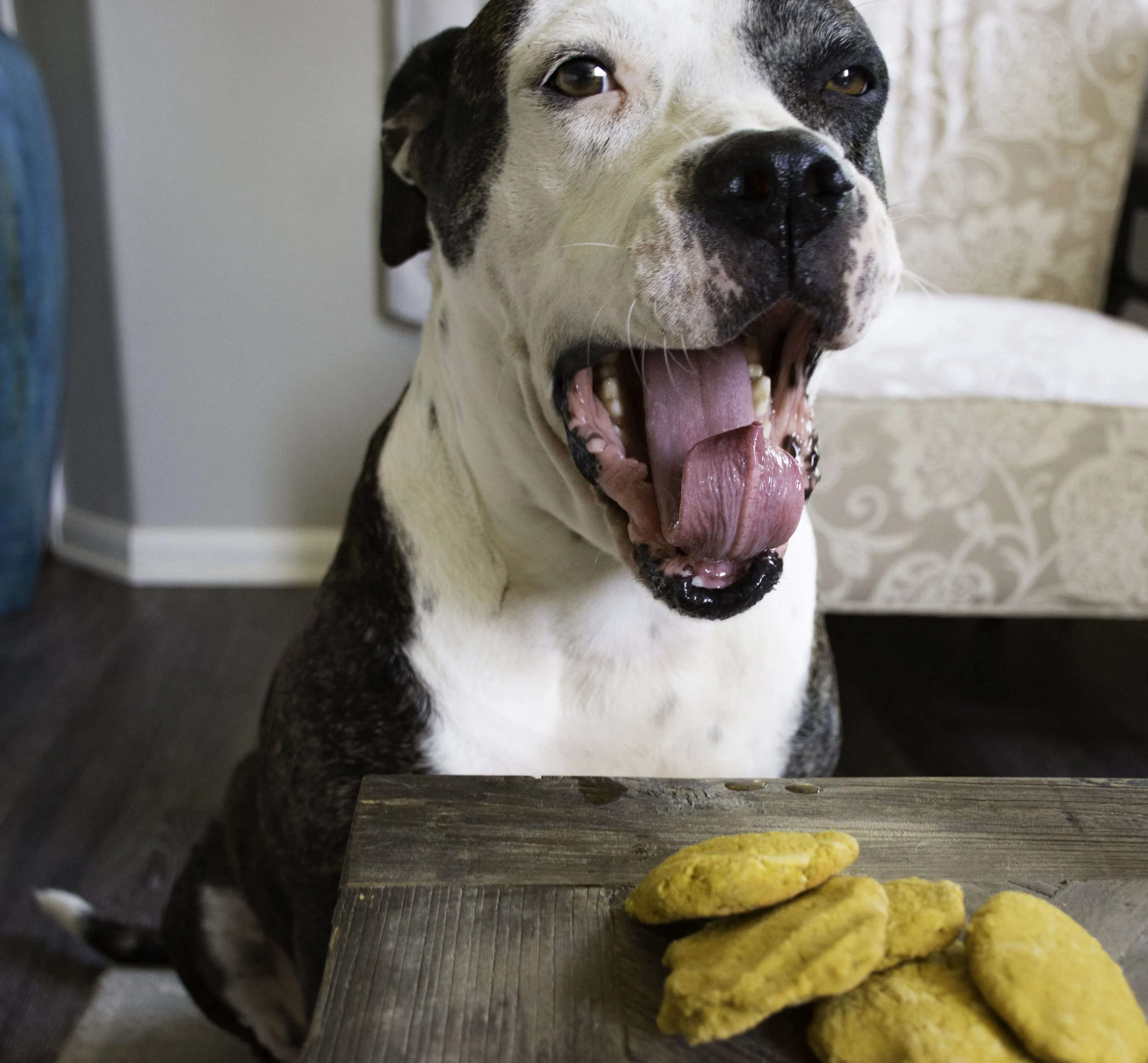 Homemade Peanut Butter Pumpkin Doggy Treats! 🐾🐶