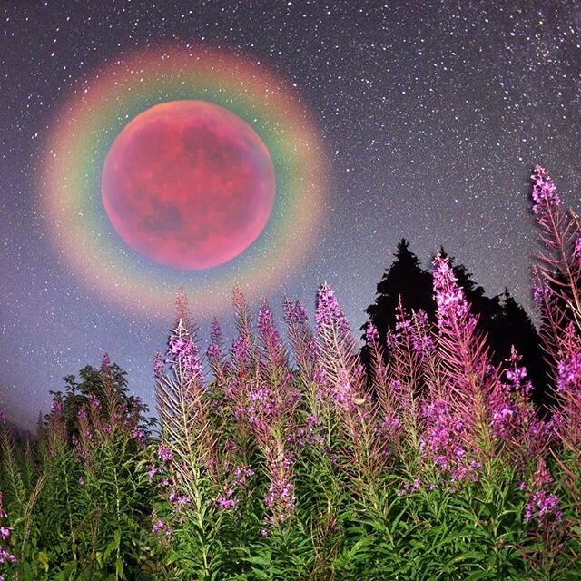 Pink Moon for Harmony.🌕 The first full moon of spring was named a pink moon because of the blossoming pink flowers that spring brings. While tonight Libra Moon won't actually glow pink, It's soft romantic glow is here to blossom harmony in our lives