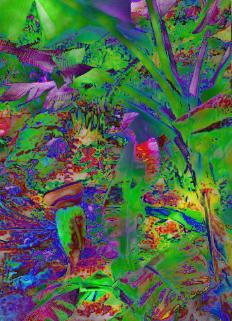 bananatr-232x321.jpg