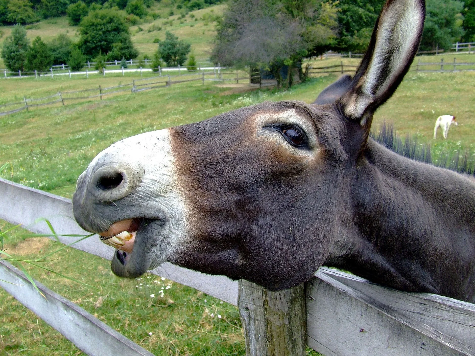 donkey-105719_1920.jpg