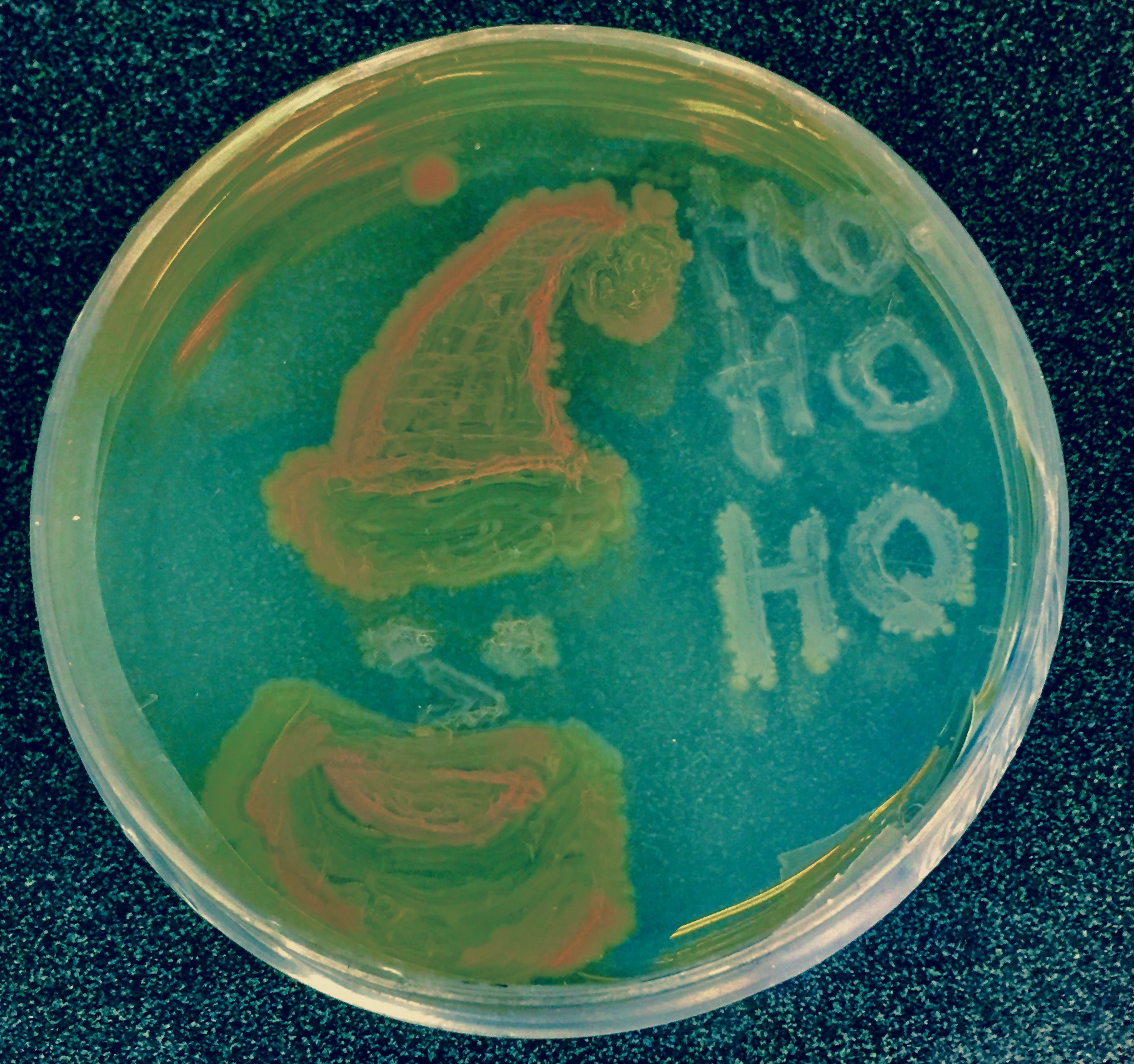 Microbiology at Christmas