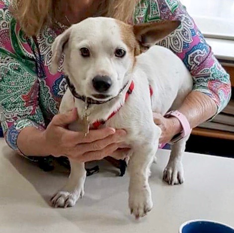 "Shut it. I'm cute! And I can stop traffic on Reston Parkway."
