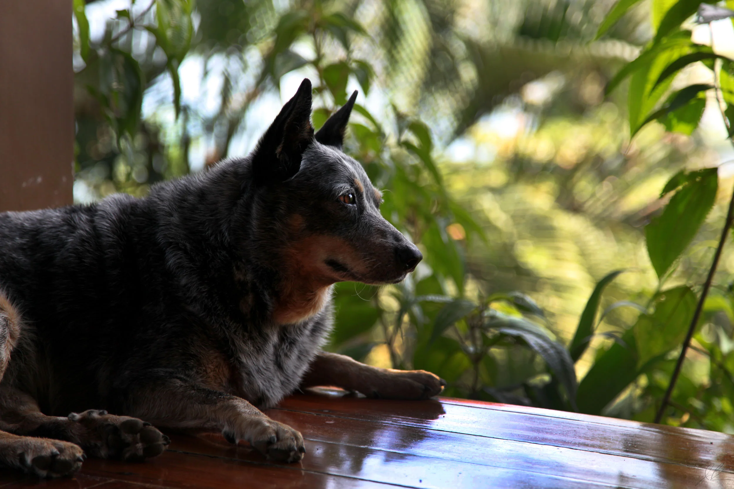 Costa-Rica-Dog-Edit-11-21-17.jpg