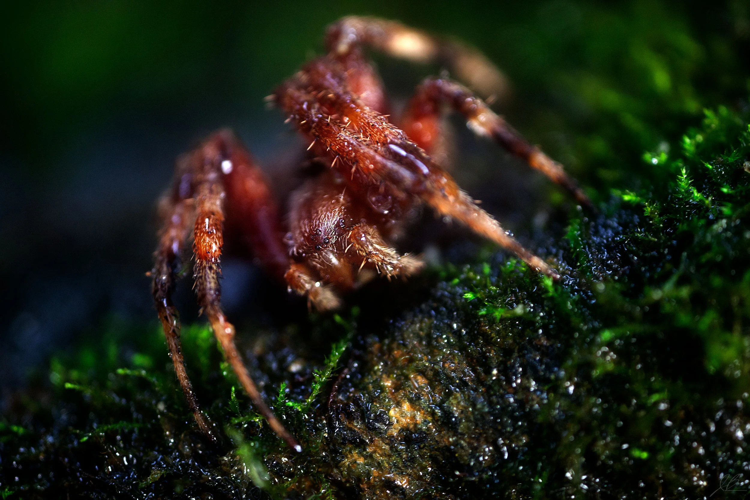Wolf-Spider-Edit-11-21-17.jpg