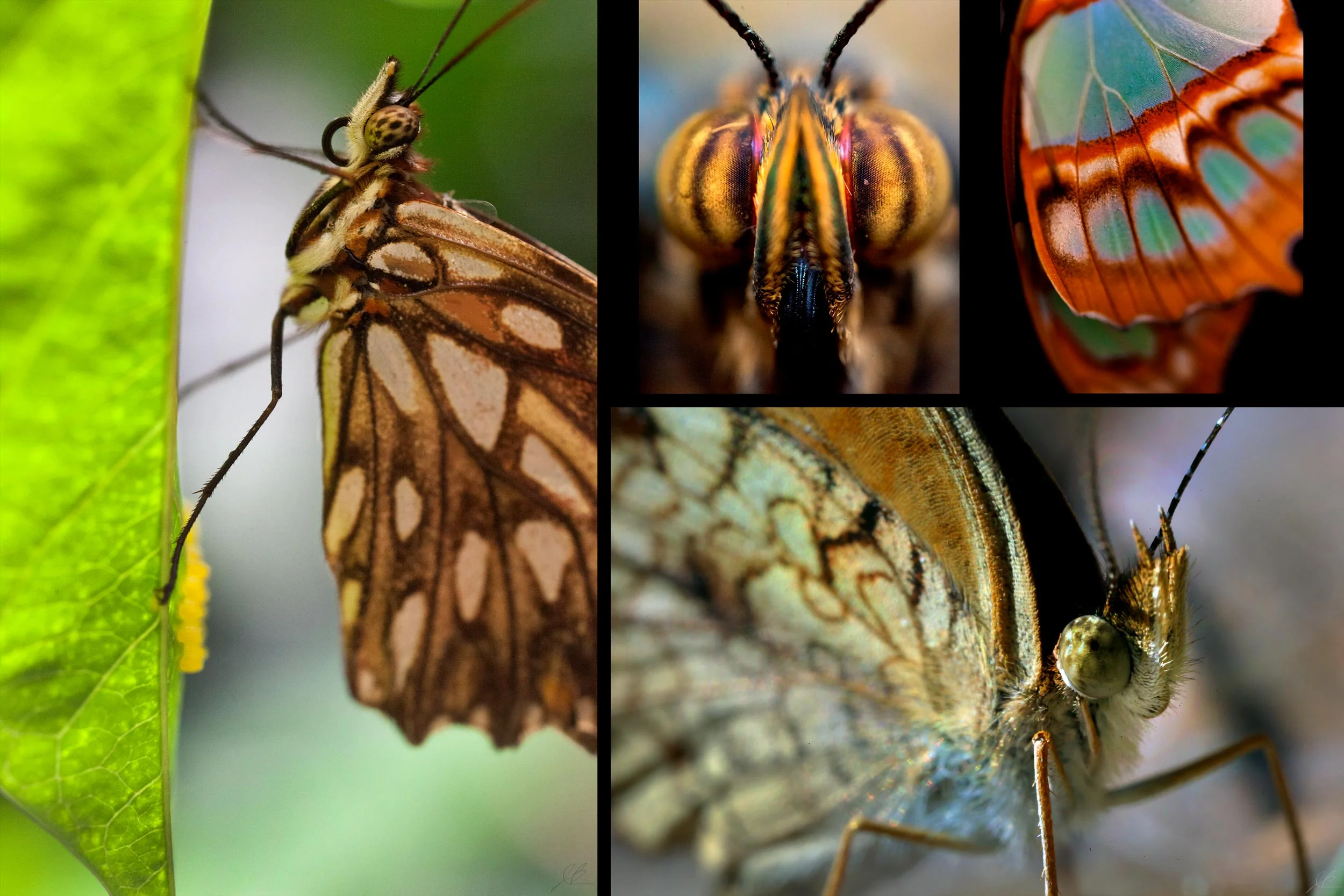 Butterflies.jpg
