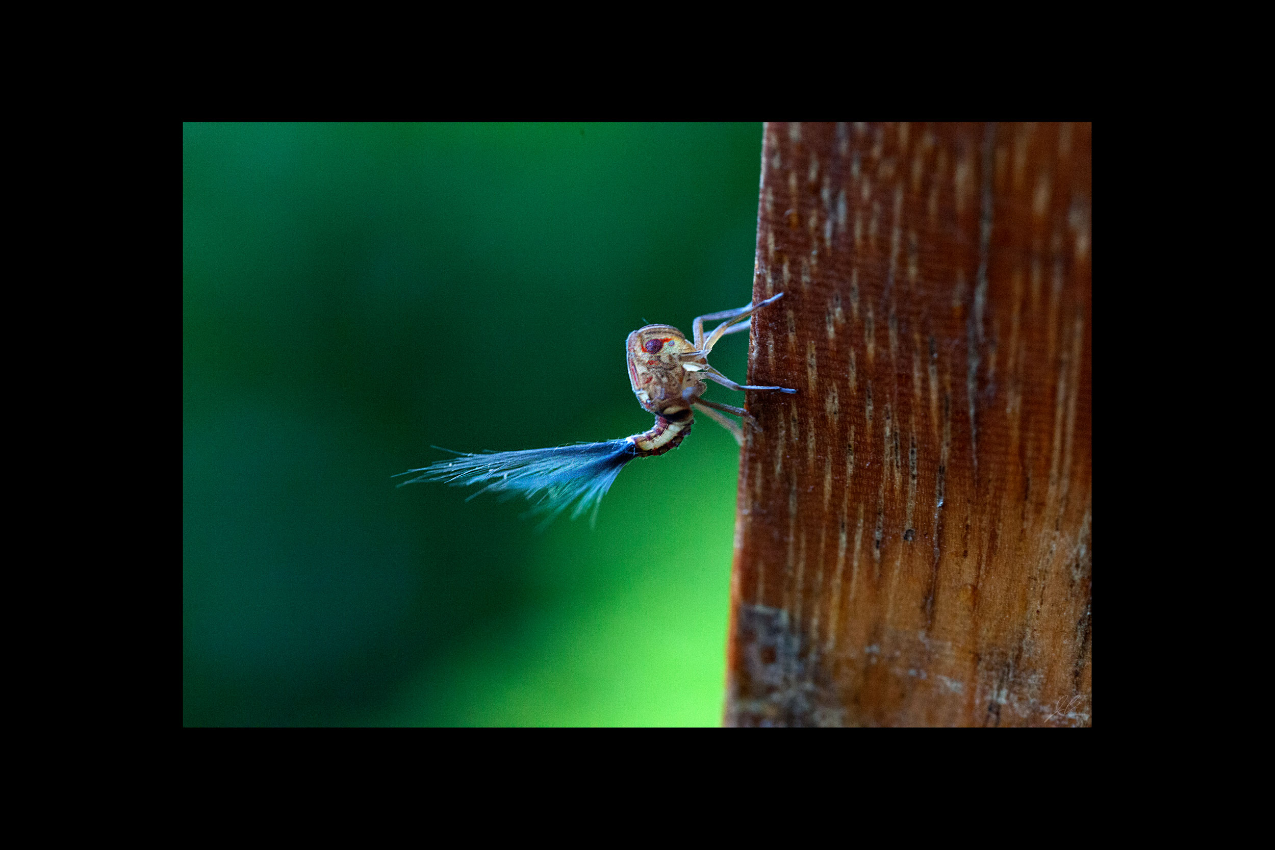 blue-tailed-insect.jpg