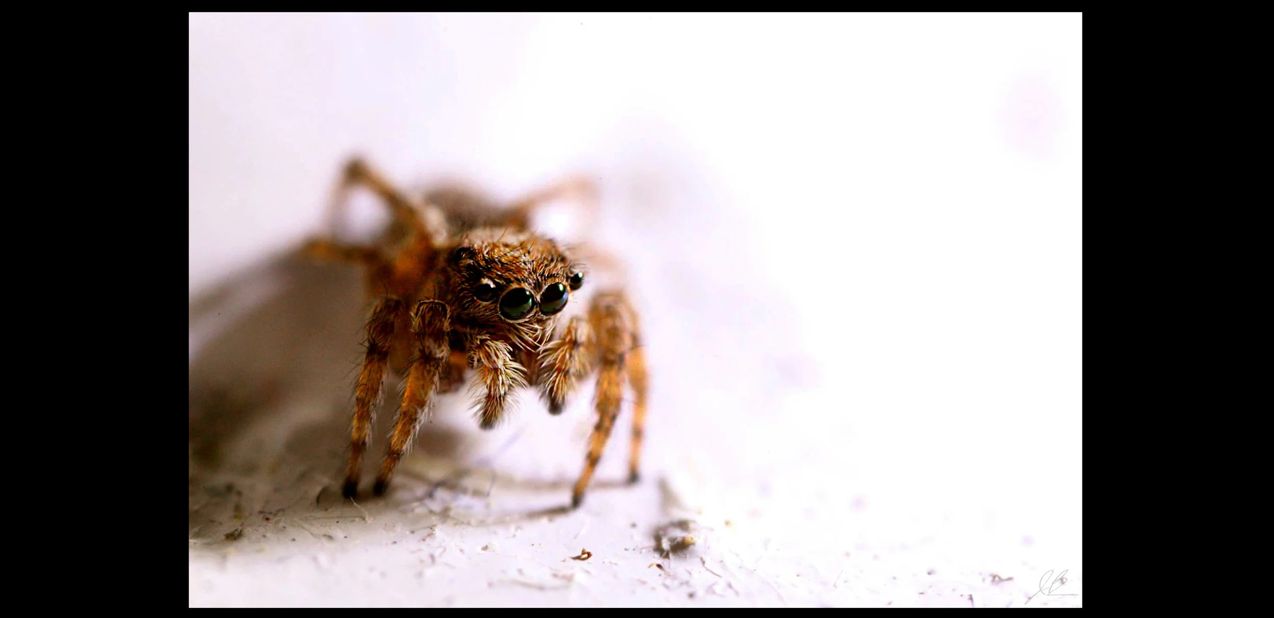 spider-on-black.jpg