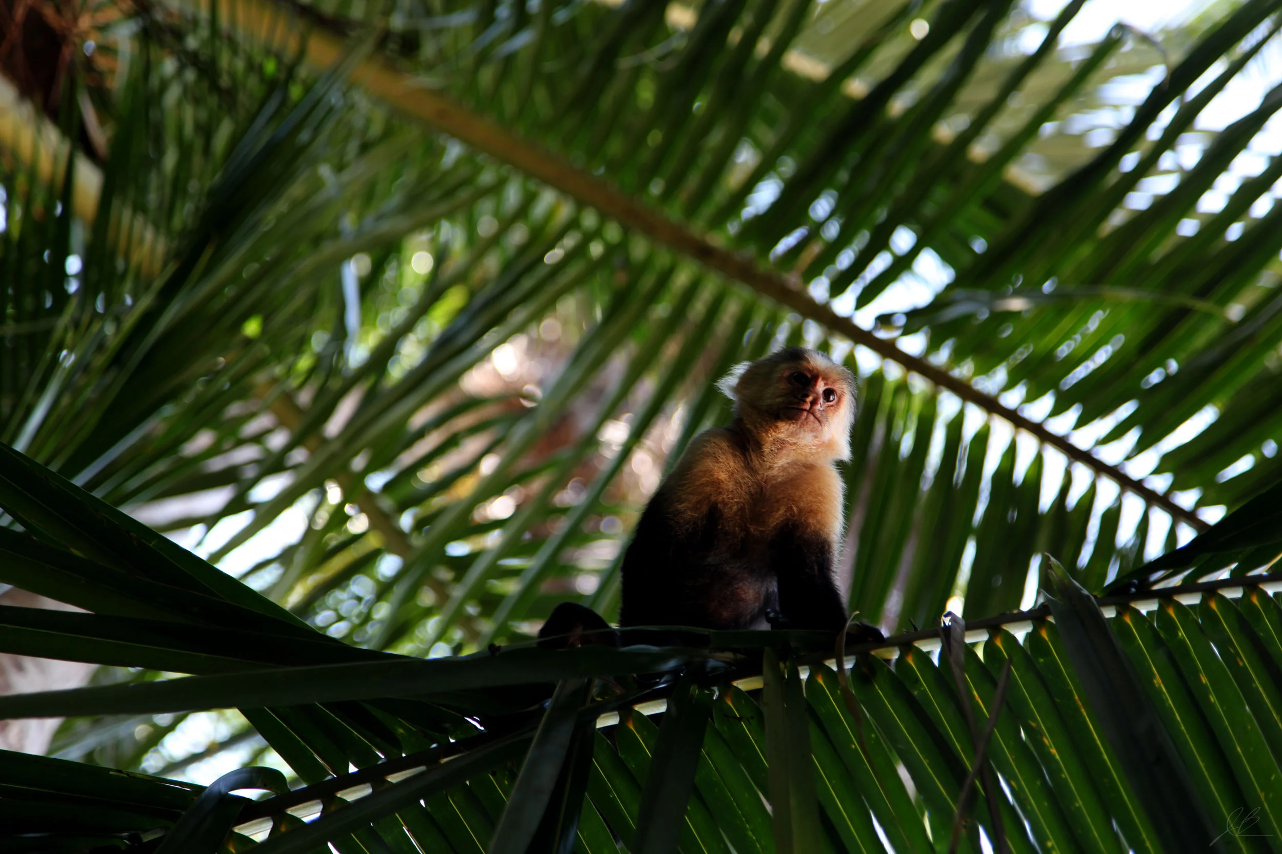 Capuchin-1-Edit-11-21-17.jpg