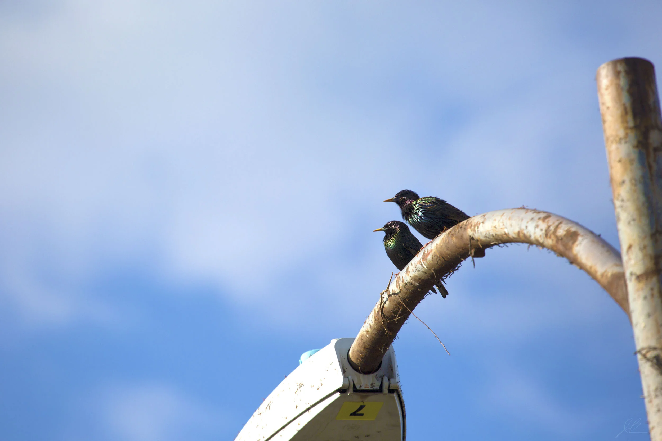 Starling-Pair-on-Light-Post.jpg